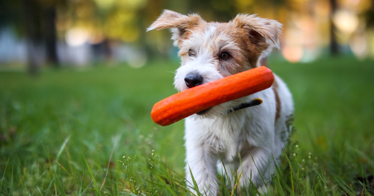 Is There Any Such Thing as a Truly Indestructible Dog Toy?